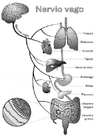anatomía del nervio vago