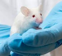 ratones libres de gérmenes